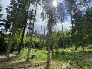 Prodej lesa, Blížejov - Lštění, 4152 m2