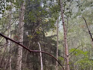 Prodej lesa, Zábrdí, 9676 m2