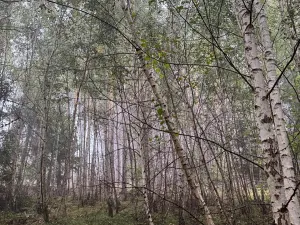 Prodej lesa, Zábrdí, 9676 m2