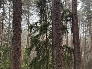 Prodej lesa, Zábrdí, 9676 m2