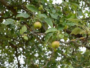 Prodej pozemku, Měňany, 1643 m2