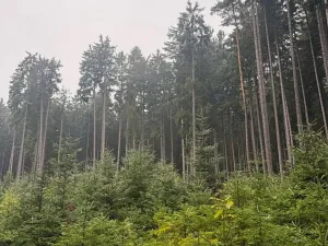 Prodej podílu pole, Nicov, 2230 m2