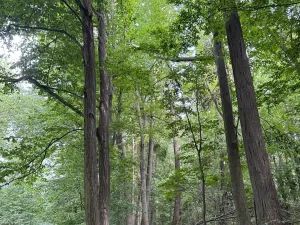 Prodej podílu lesa, Staříč, 16254 m2
