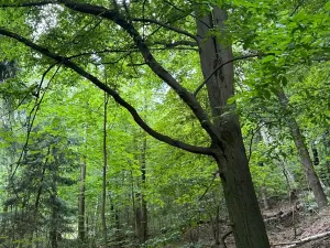 Prodej lesa, Radimovice, 7734 m2