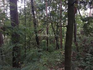 Prodej lesa, Bradlec, 4578 m2