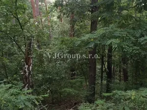 Prodej lesa, Bradlec, 4578 m2