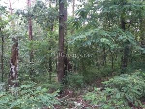 Prodej lesa, Bradlec, 4578 m2