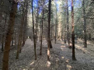 Prodej lesa, Lánov - Horní Lánov, 15996 m2