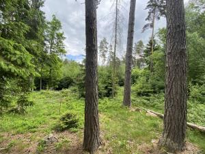 Prodej lesa, Blížejov - Lštění, 4152 m2