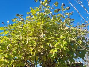 Prodej rodinného domu, Baška - Kunčičky u Bašky, 115 m2