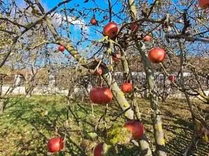 Prodej rodinného domu, Lomnička, 300 m2