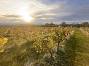 Prodej pozemku, Uherské Hradiště, Vinohradská, 2877 m2