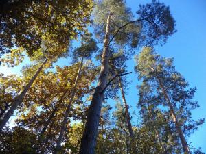 Prodej pozemku, Římov - Dolní Stropnice, 2102 m2