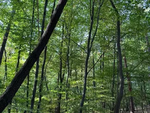 Prodej lesa, Háj ve Slezsku, 4689 m2