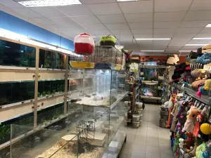 Pronájem obchodního prostoru, Jihlava, Přední, 270 m2