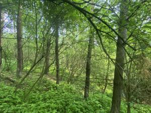 Prodej lesa, Slavičky - Pozďátky, 6551 m2