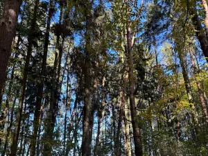 Prodej lesa, Mohelnice, 6148 m2