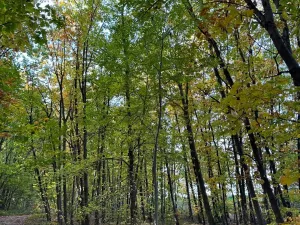 Prodej lesa, Libišany, 3737 m2