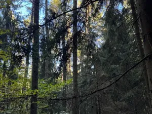 Prodej lesa, Ruda nad Moravou, 21892 m2