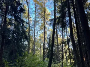 Prodej lesa, Ruda nad Moravou, 21892 m2