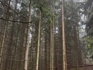 Prodej podílu lesa, Vrbice, 4173 m2