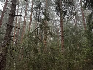 Prodej podílu lesa, Vrbice, 4173 m2