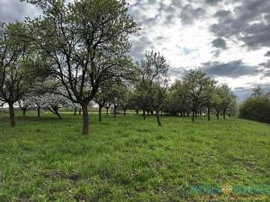 Prodej pozemku pro bydlení, Bílé Poličany, 2980 m2