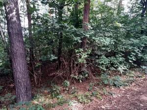 Prodej lesa, Mostkovice, 576 m2