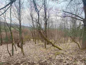 Prodej pozemku, Mírová pod Kozákovem - Vesec, 2000 m2