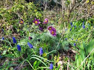 Prodej zahrady, Stříbro, Přemyslova, 1007 m2