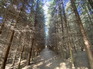 Prodej lesa, Lánov - Horní Lánov, 15278 m2