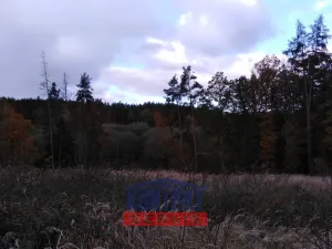 Prodej lesa, Sepekov, 2934 m2