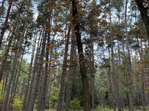 Prodej lesa, Čermná, 9742 m2