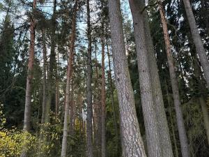 Prodej lesa, Čermná, 9742 m2