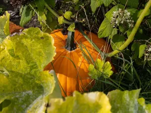 Prodej zemědělské usedlosti, Bžany, 240 m2