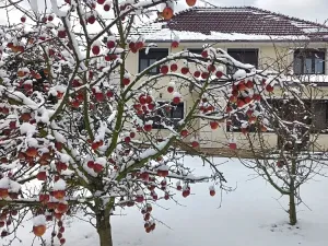 Prodej vily, Svárov, Ptická, 326 m2