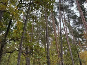 Prodej podílu lesa, Blížejov, 1818 m2