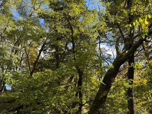 Prodej lesa, Chorušice, 2884 m2