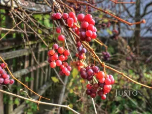 Prodej zemědělské usedlosti, Lipoltice - Sovoluská Lhota, 116 m2