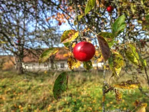 Prodej zemědělské usedlosti, Lipoltice - Sovoluská Lhota, 116 m2