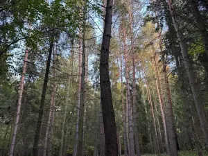 Prodej lesa, Velká Polom, 1538 m2