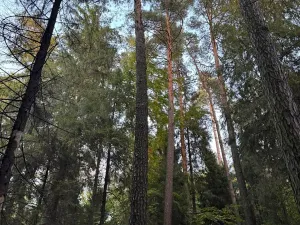 Prodej lesa, Velká Polom, 1538 m2