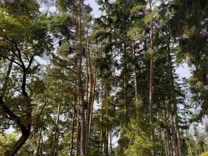 Prodej lesa, Keblov, 3400 m2