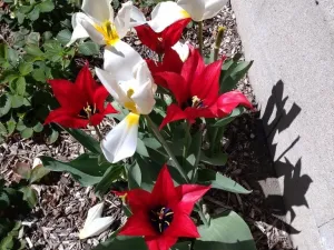 Prodej bytu 2+1, Kamenický Šenov, Palackého, 75 m2