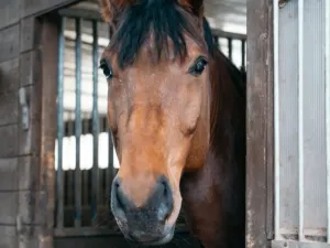 Prodej - jiné, Nučice, 2093 m2