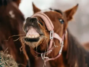 Prodej - jiné, Nučice, 2093 m2