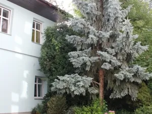 Pronájem bytu 1+kk, Brno, Bezručova, 20 m2