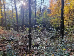 Prodej lesa, Morávka, 27814 m2