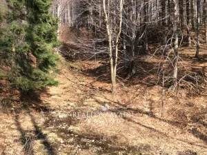 Prodej lesa, Morávka, 27814 m2