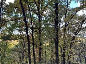 Prodej lesa, Ročov, 4272 m2